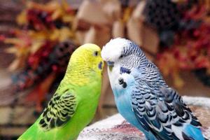 Особенности питания для волнистых попугайчиков