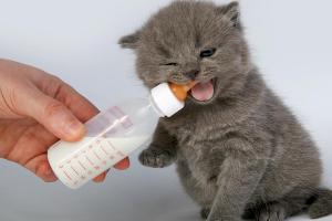 Как кормить котенка