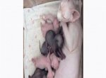 Новорожденные котята сфинксов