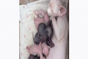 Новорожденные котята сфинксов