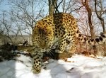 Дальневосточный леопард под защитой Красной книги