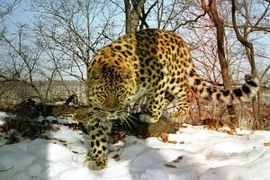 Дальневосточный леопард под защитой Красной книги