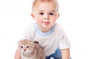 Стоит ли заводить котенка, если у вас родился ребенок?