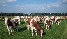 Как разводить коров