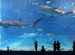 Самые большие и красивые аквариумы Москвы
