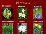 Растения Красной книги
