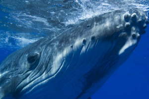 Антарктический кит стал столовой для зомби-червей