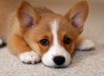 Что нужно знать о кормлении маленьких пород собак?