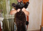 Семья из Петрозаводска вырастила кота-гиганта