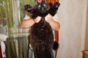 Семья из Петрозаводска вырастила кота-гиганта